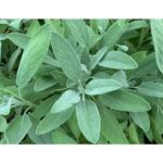 ΦΑΣΚΟΜΗΛΟ (30GR) - Image 2