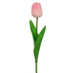 ΛΕΥΚΟ ΚΛΑΔΙ ΤΟΥΛΙΠΑ 33ΕΚ ΤΕΜΑΧΙΟ ( ΕΞΙ ΧΡΩΜΑΤΑ) - Image 6